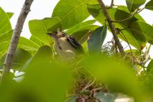 Seven orchard oriole chicks hatched in June. Credit: Roshan Patel, Smithsonian’s National Zoo and Conservation Biology Institute