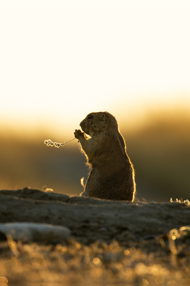 A prairie dog peeks its body out of a burrow. The scene is illuminated by a golden sunrise, casting warm colors over the animal and surrounding prairie.