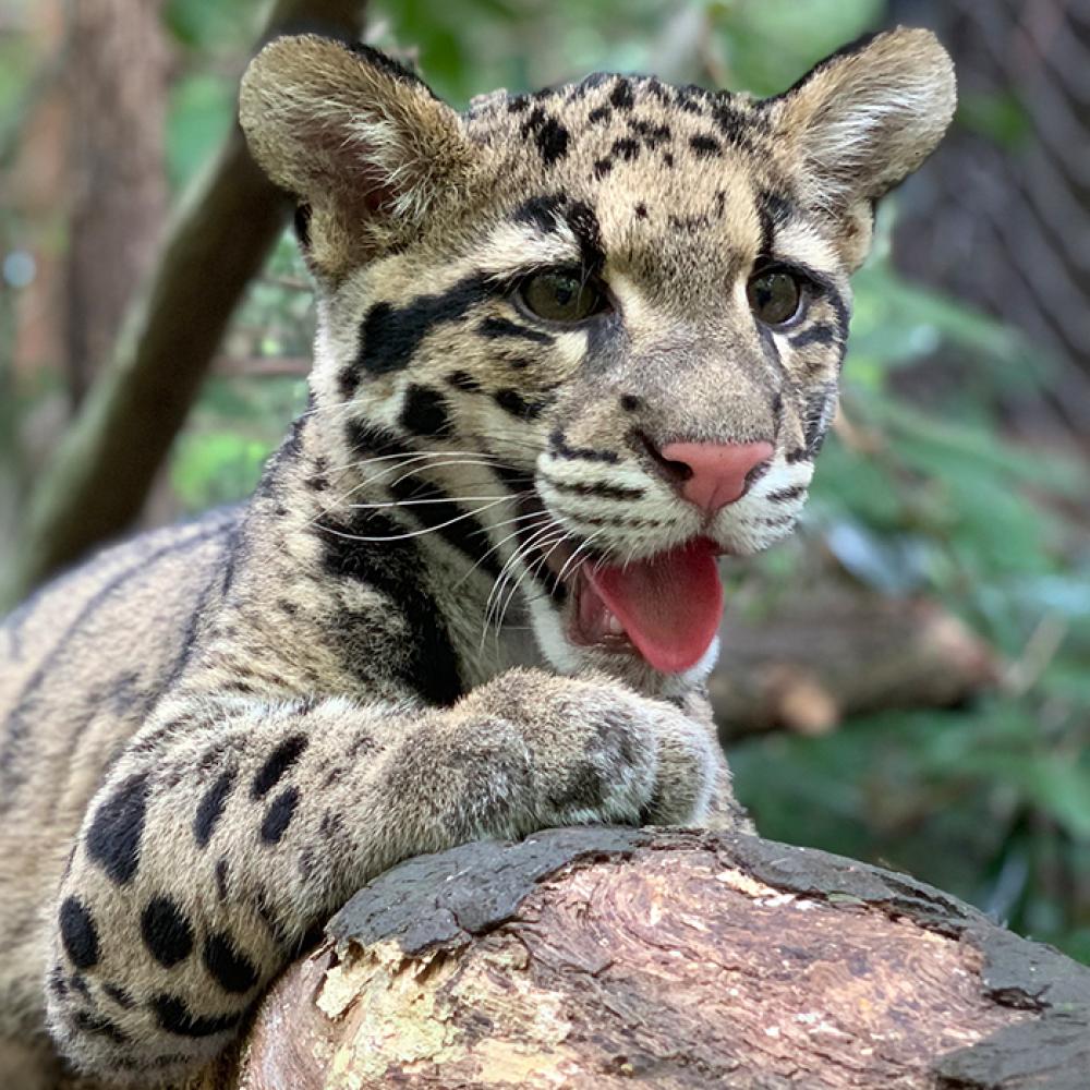 A clouded leopard cub with large paws, rounded ears, a pink nose and tongue, wiry whiskers, and thick, spotted fur rests on a tree branch