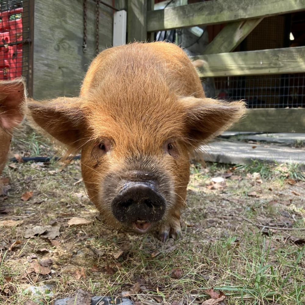 Photo of Otis, a young kunekune pig. Otis is a small, light brown colored pig.