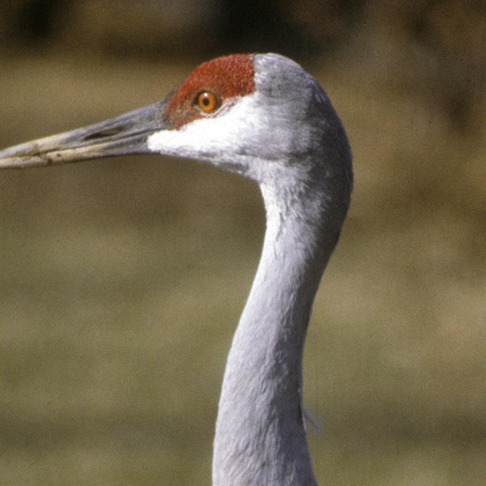 Closeup of a sandhill crane's head, which has a red cap, white cheeks, and a long yellow-gray beak.