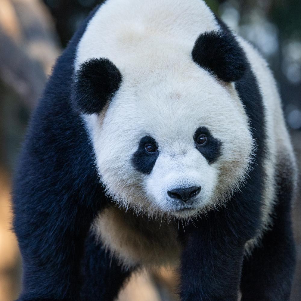 Giant panda Bao Li in his outdoor habitat Oct. 30, 2024. Photo credit: Roshan Patel/Smithsonian's National Zoo and Conservation Biology Institute.