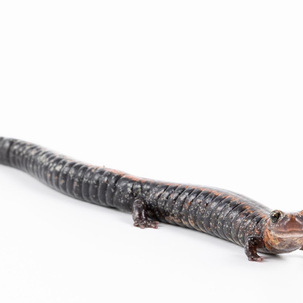 Small salamander with red and brown mottled skin.