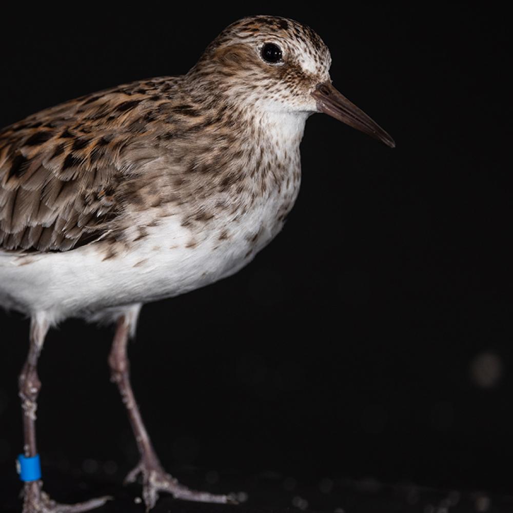 Semipalmated sandpiper on a black background
