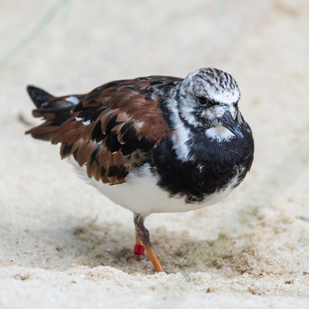 Ruddy turnstone at the Bird House