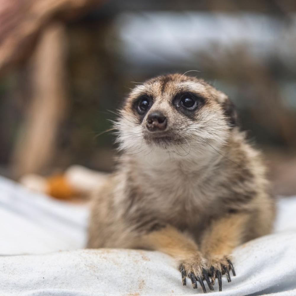 A meerkat on a sheet in the Small Mammal House of the Smithsonian's National Zoo.