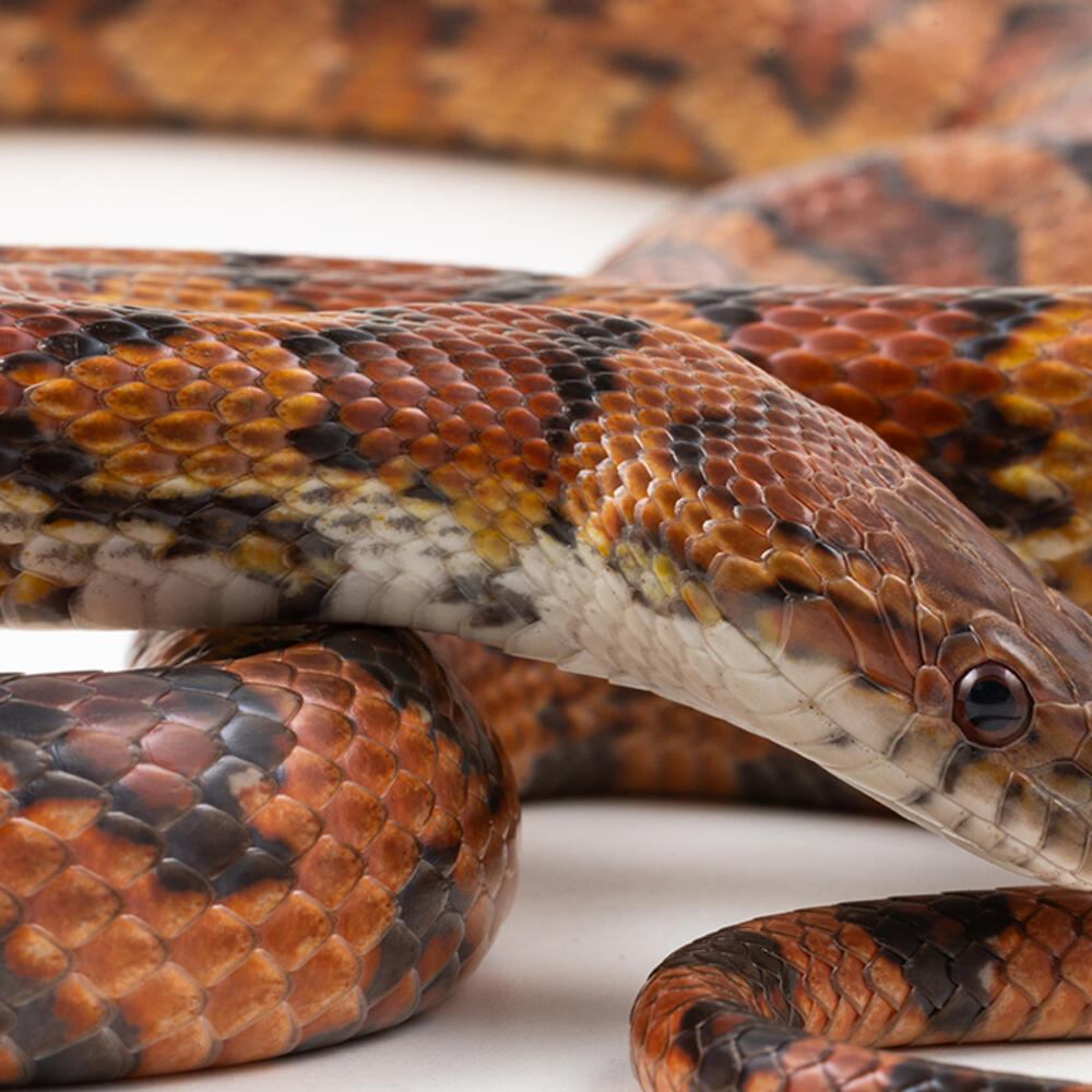 Corn snake on white background