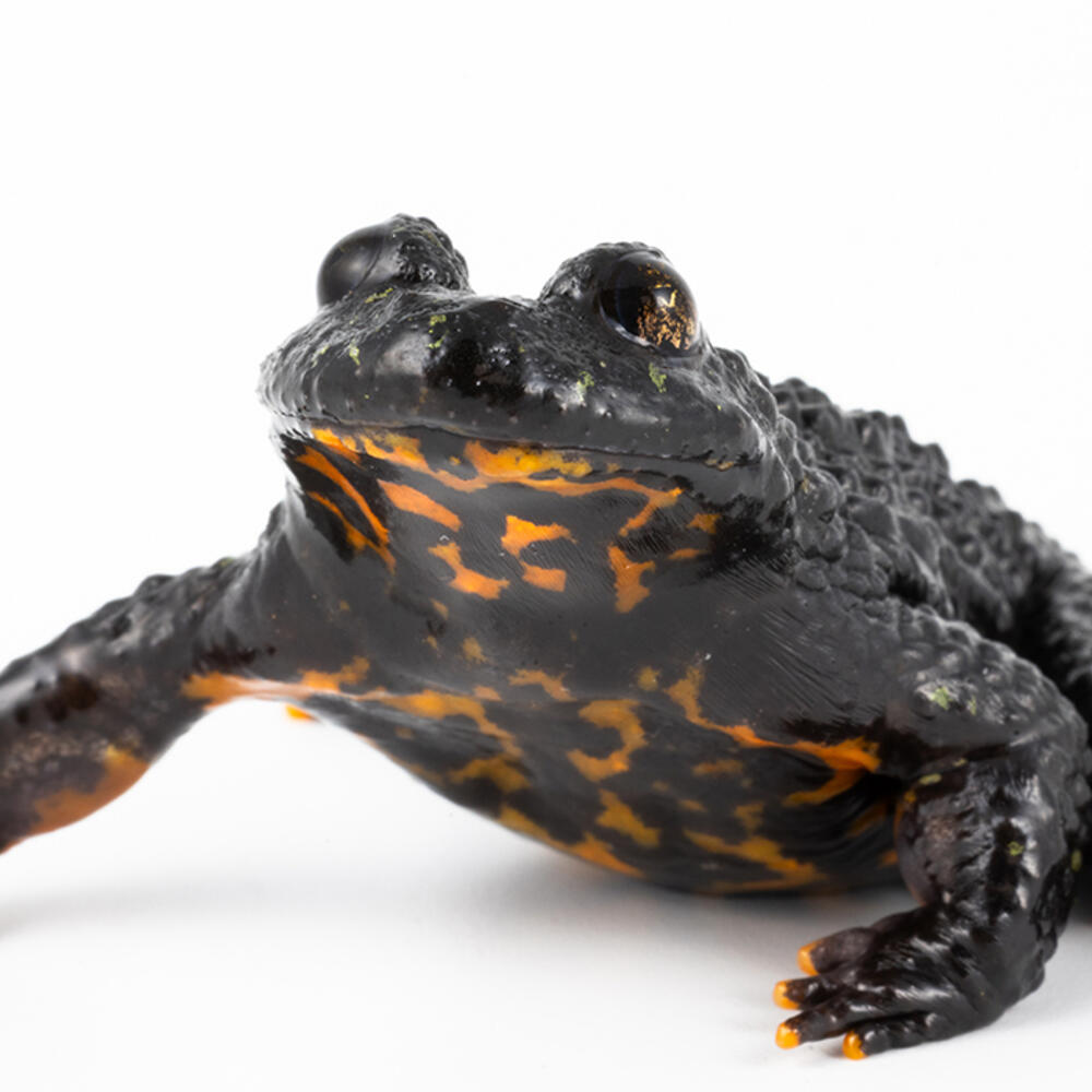 Oriental fire-bellied toad on a white background