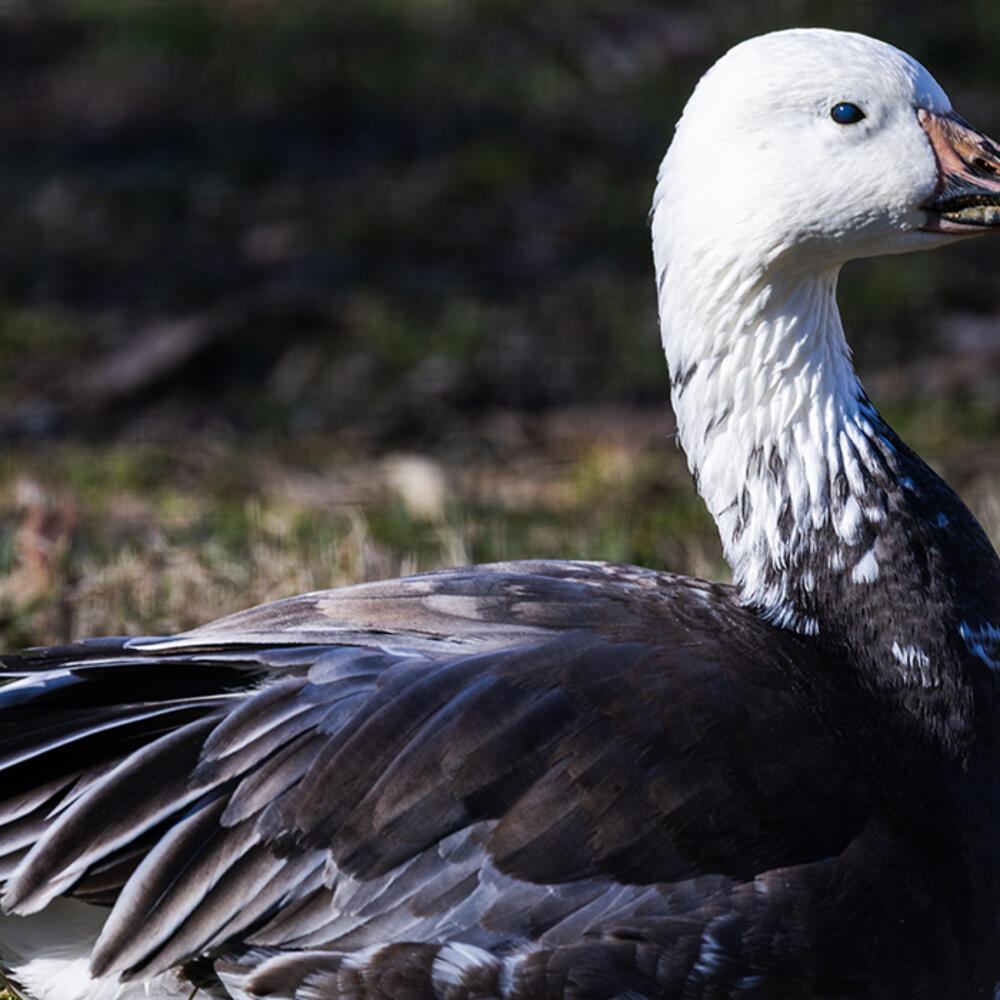Side view of a medium-sized goose with blue-tinted gray body feathers and a white head.
