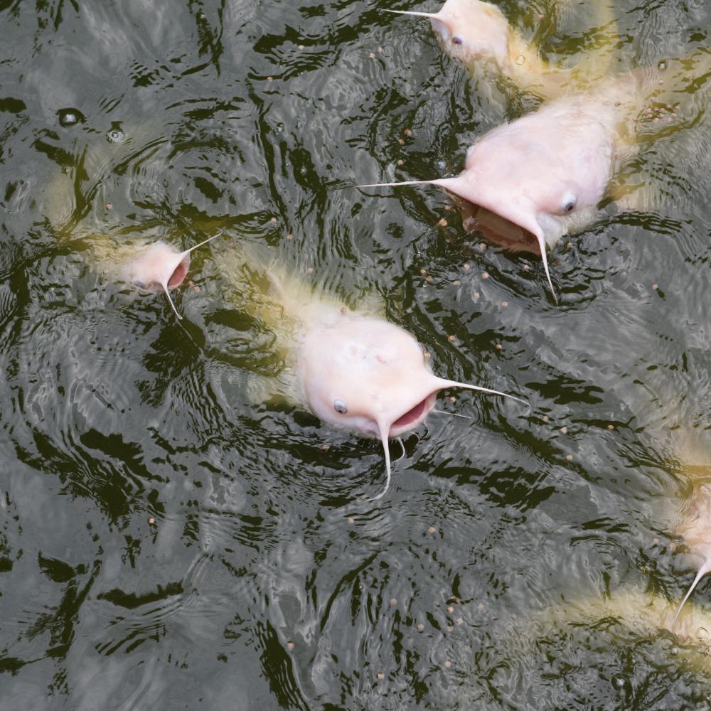 Pale-colored fish with pronounced whiskers and open mouths swimming at the water's surface