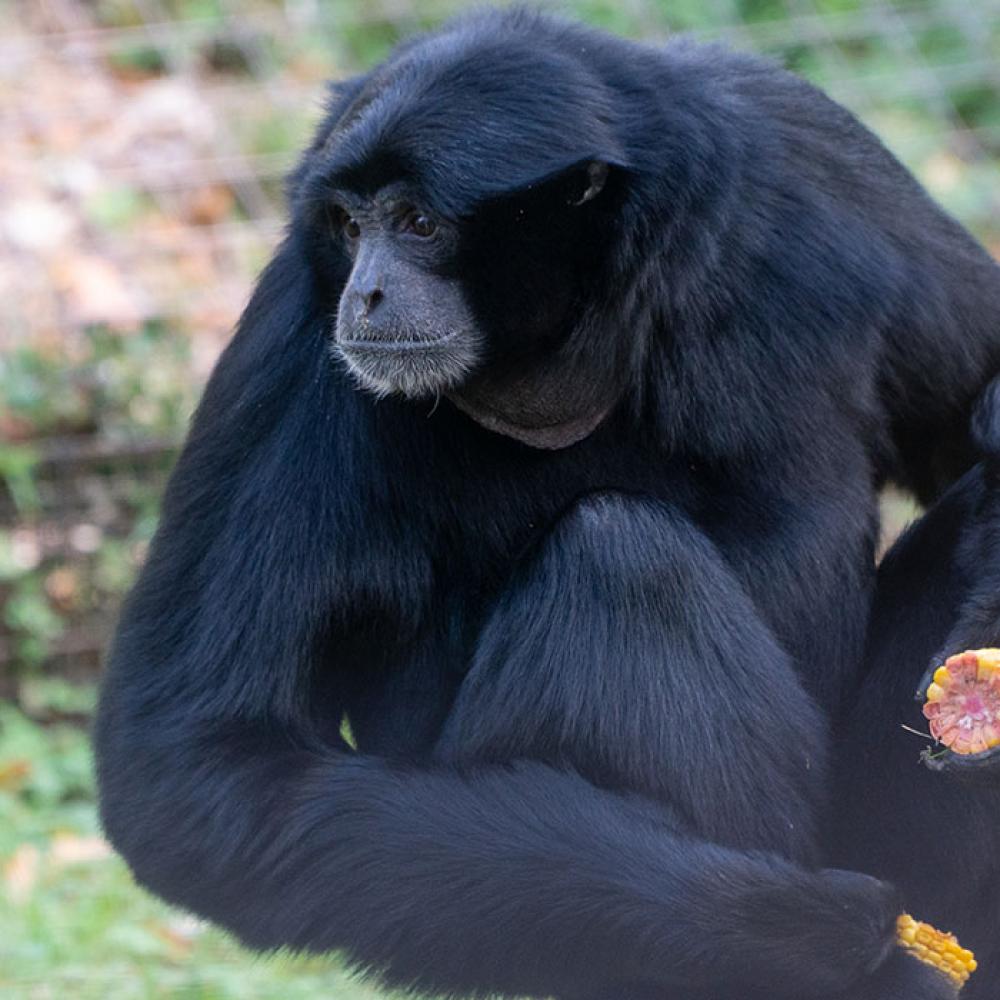 A medium-sized, black-furred gibbon, called a siamang, perched on a tree stump holding a piece of corn in each hand