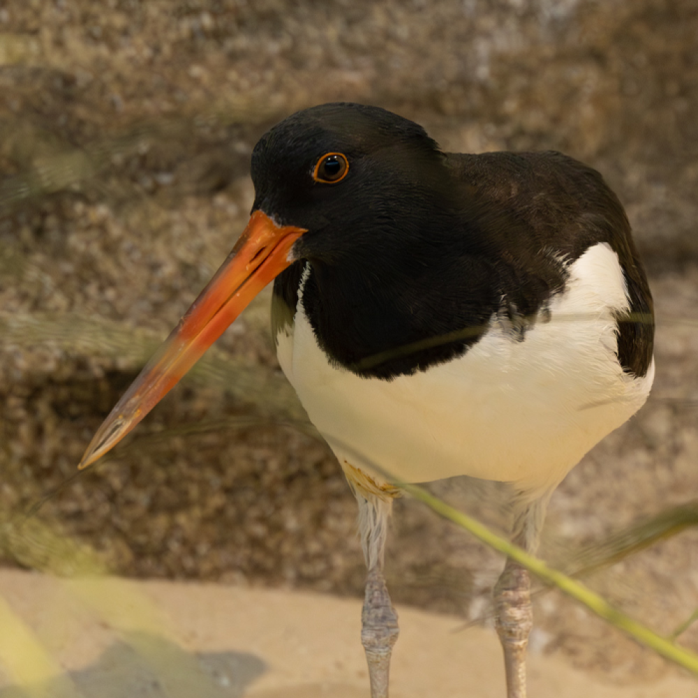 An American oystercatcher shows off its long orange beak in the Bird House's Delaware Bay aviary.