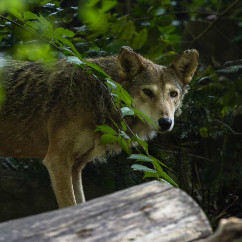 A red wolf pokes its head and torso out from behind a fallen log in its Zoo habitat.