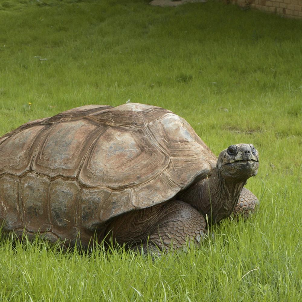 Aldabra Tortoise in the grass