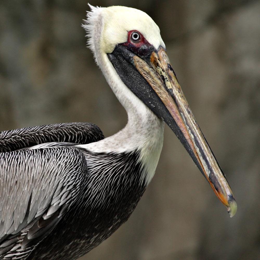 A brown pelican, with a gray-brown body, white neck and head, and long bill
