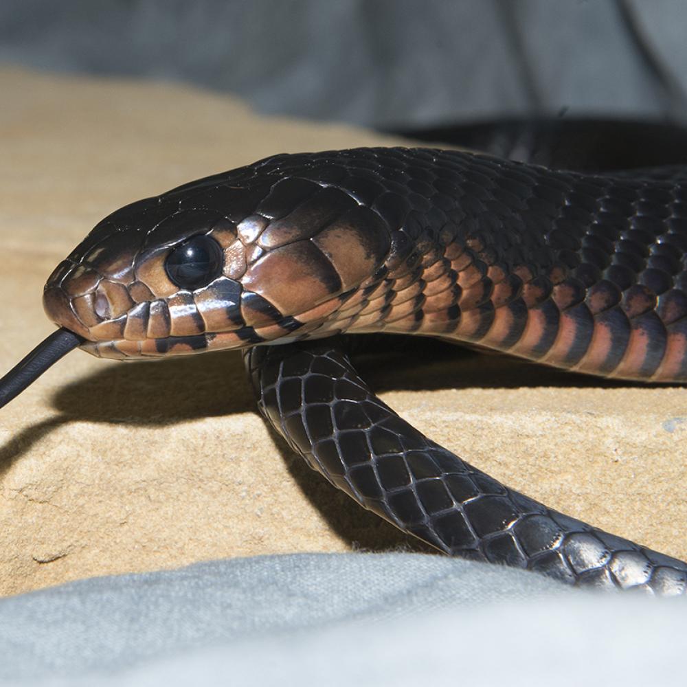 Head of long, shiny, black snack with a black eye and forked tongue outretched. The lower neck and face are a paler brown color