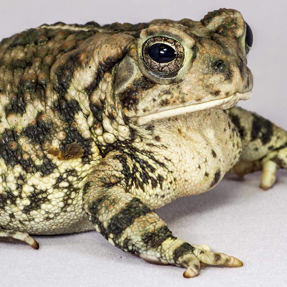 A fat, warty toad with a big mouth and eyes. The skin is pale underneath and mottled cream and black above