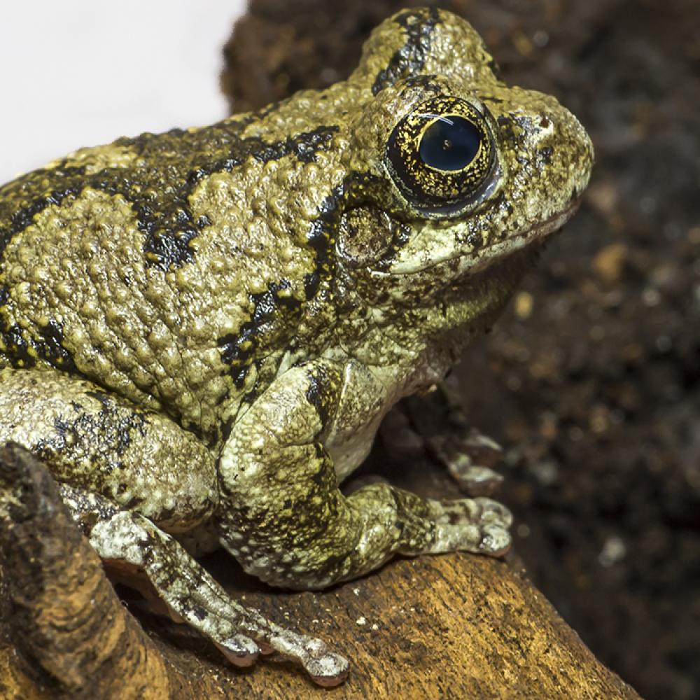 Pale green frog sitting. It has darker olive patterning on its back and legs