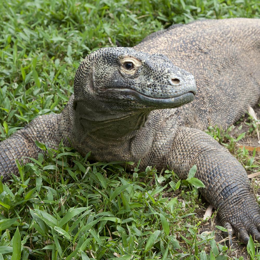 Lizard resting on the grass with its legs outstretched