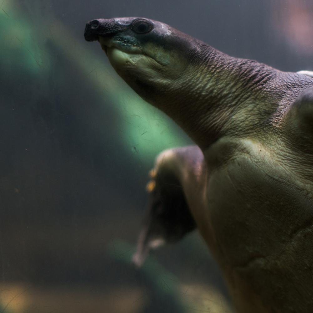 A fly river, or pig-nosed, turtle swimming through the water. It has leathery skin, flipper-like forelimbs and a large snout