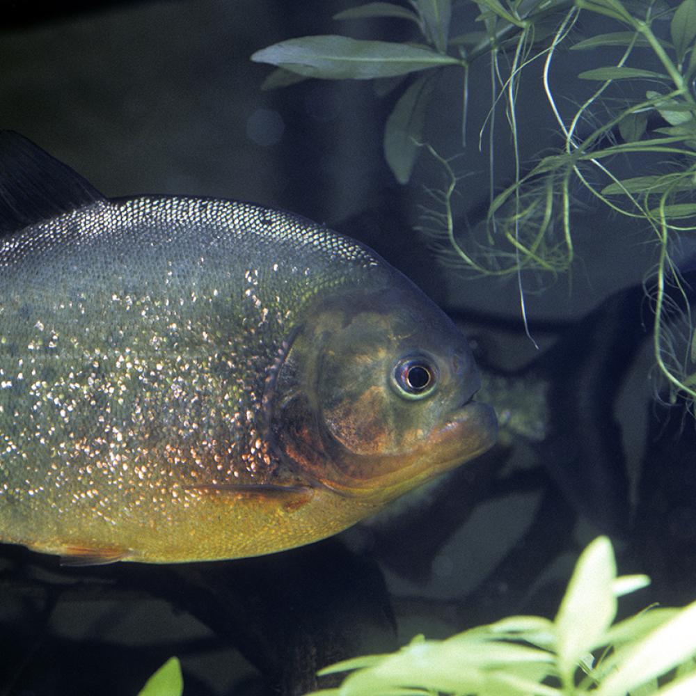 Silver fish with orange-red blush to its belly swimming underwater