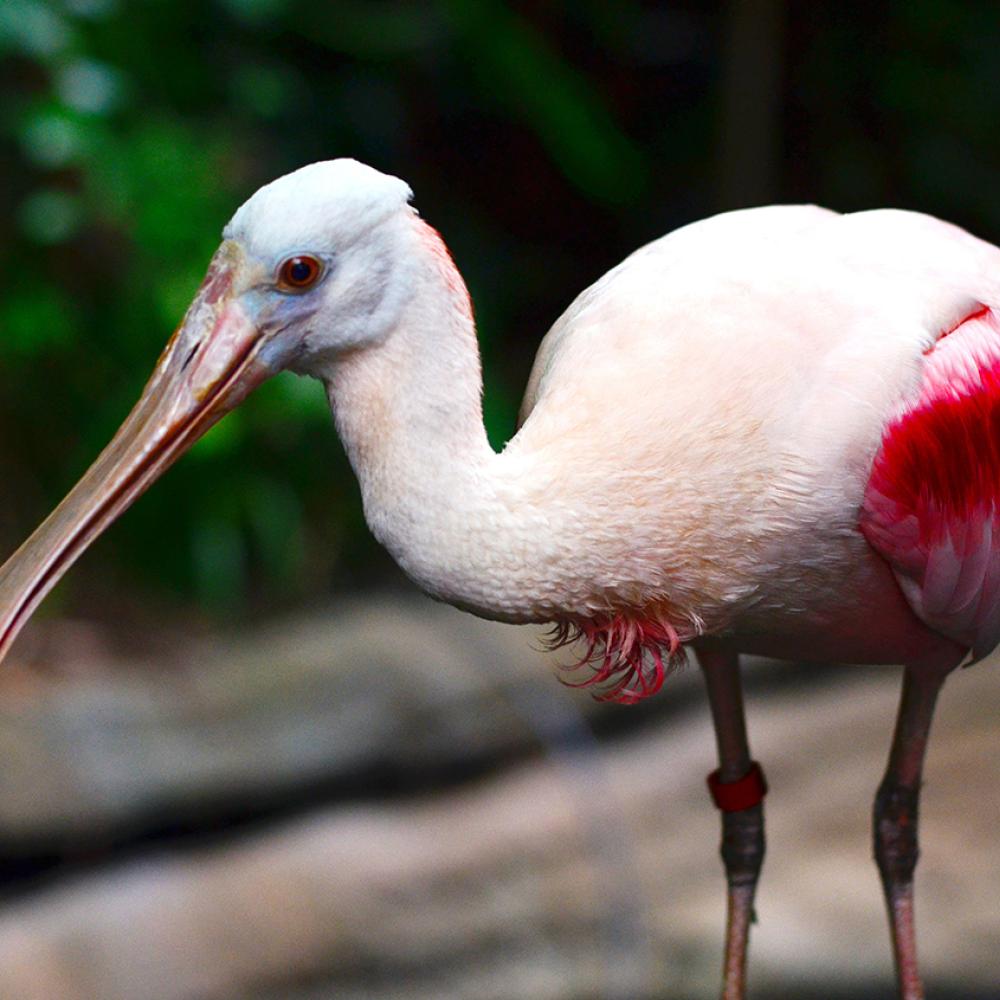 Bright pink-winged bird with a pinkish blush to the rest of the plumage. The bill is long and widened at the tip.