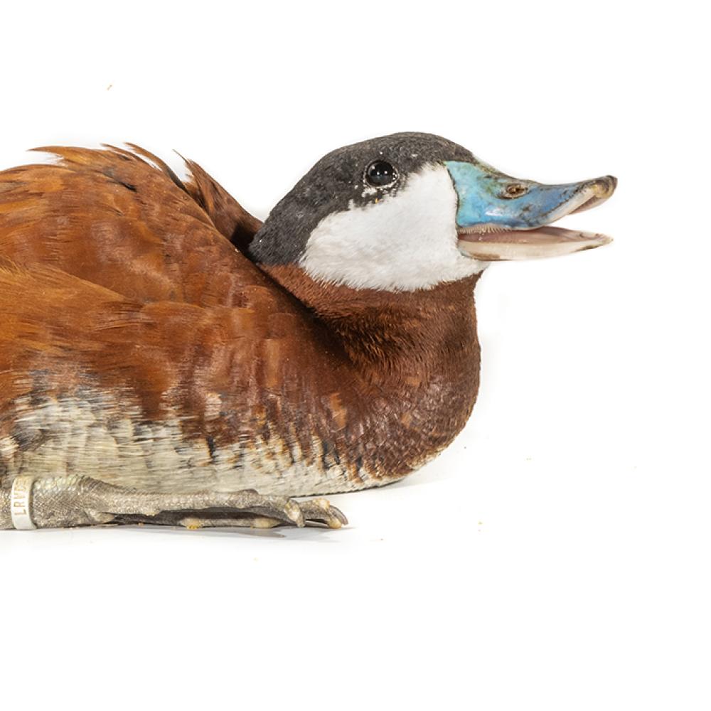 A male ruddy duck with brown plumage, a black-capped head, white cheeks and a blue beak, in a sitting position.