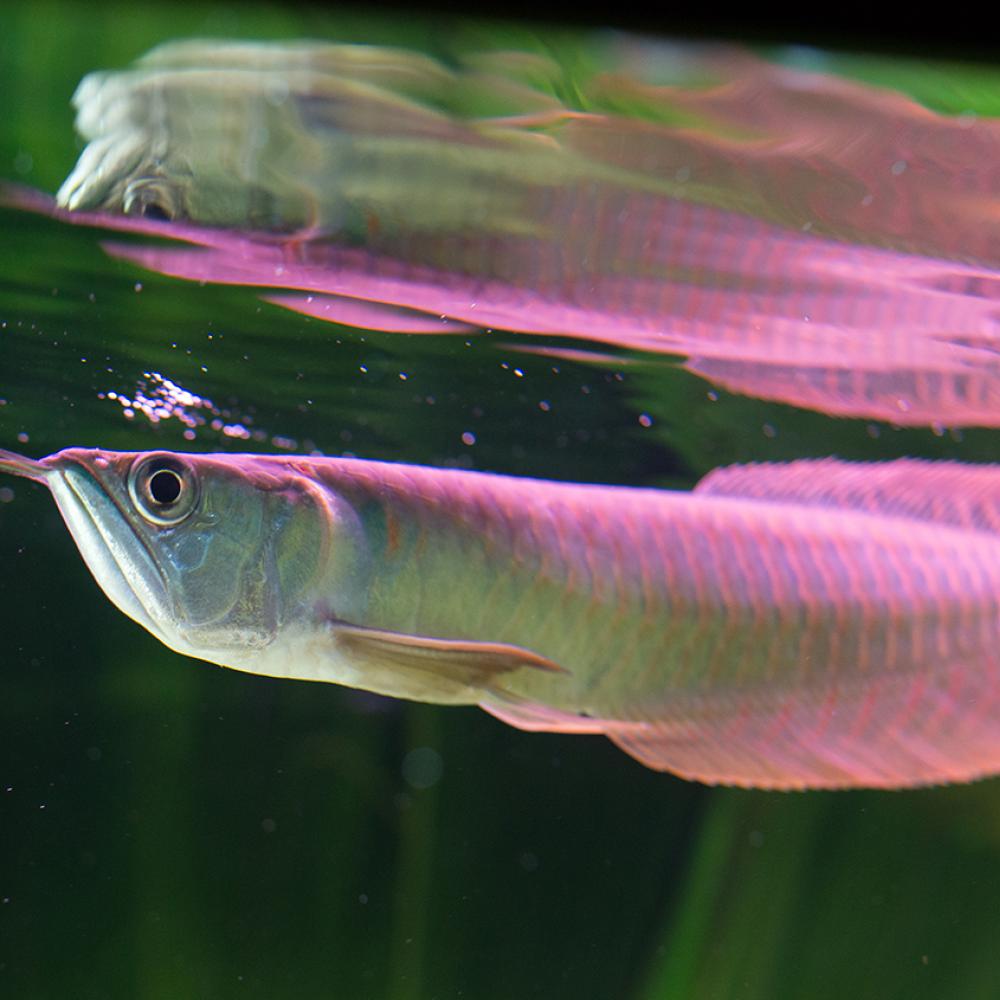 Long silver fish near the water's surface