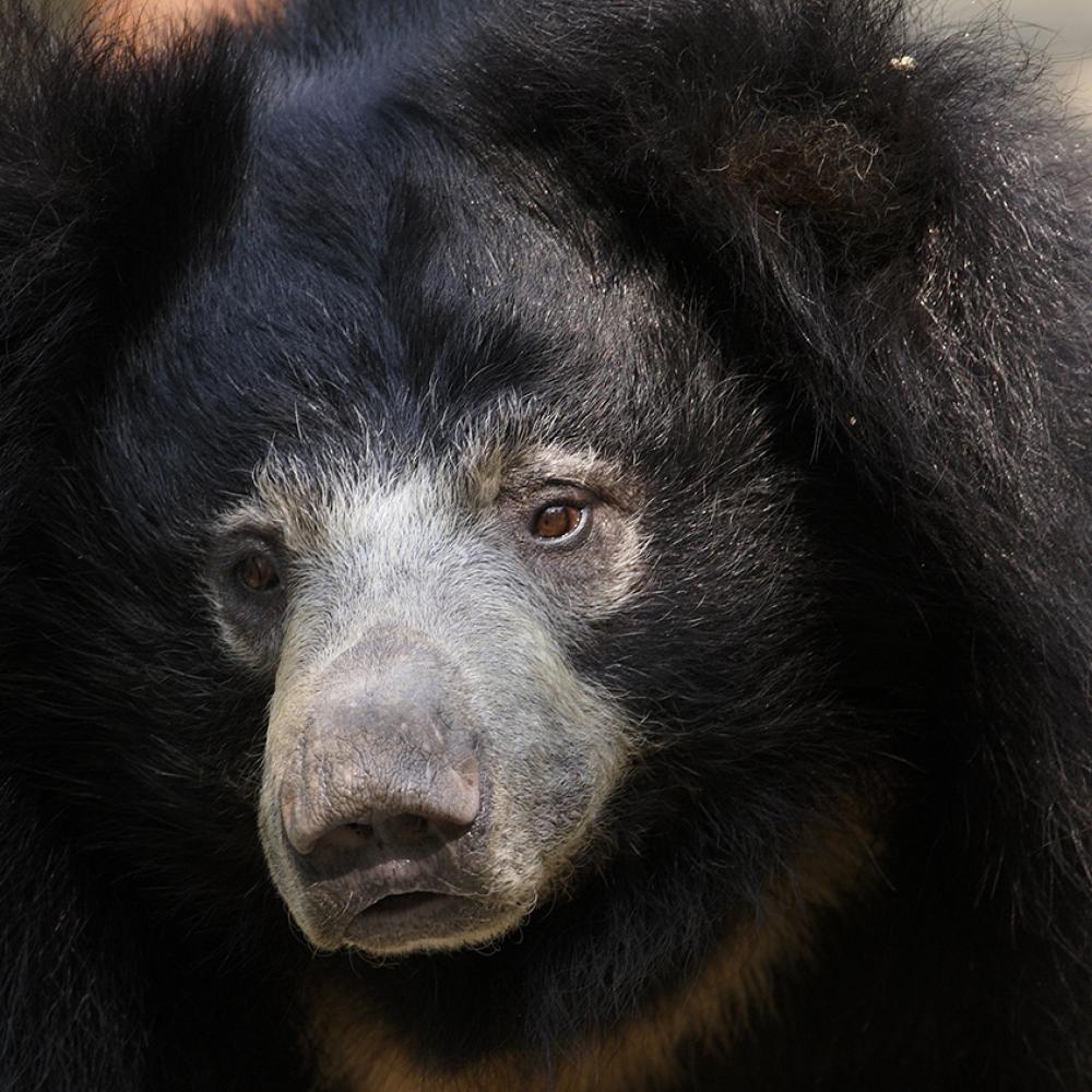 Closeup showing the black-furred bear's long gray snout