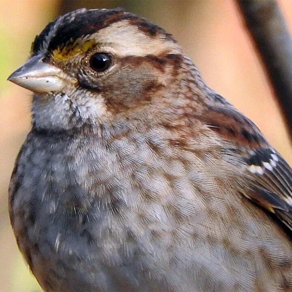 brown bird with a pale throat and conical bill