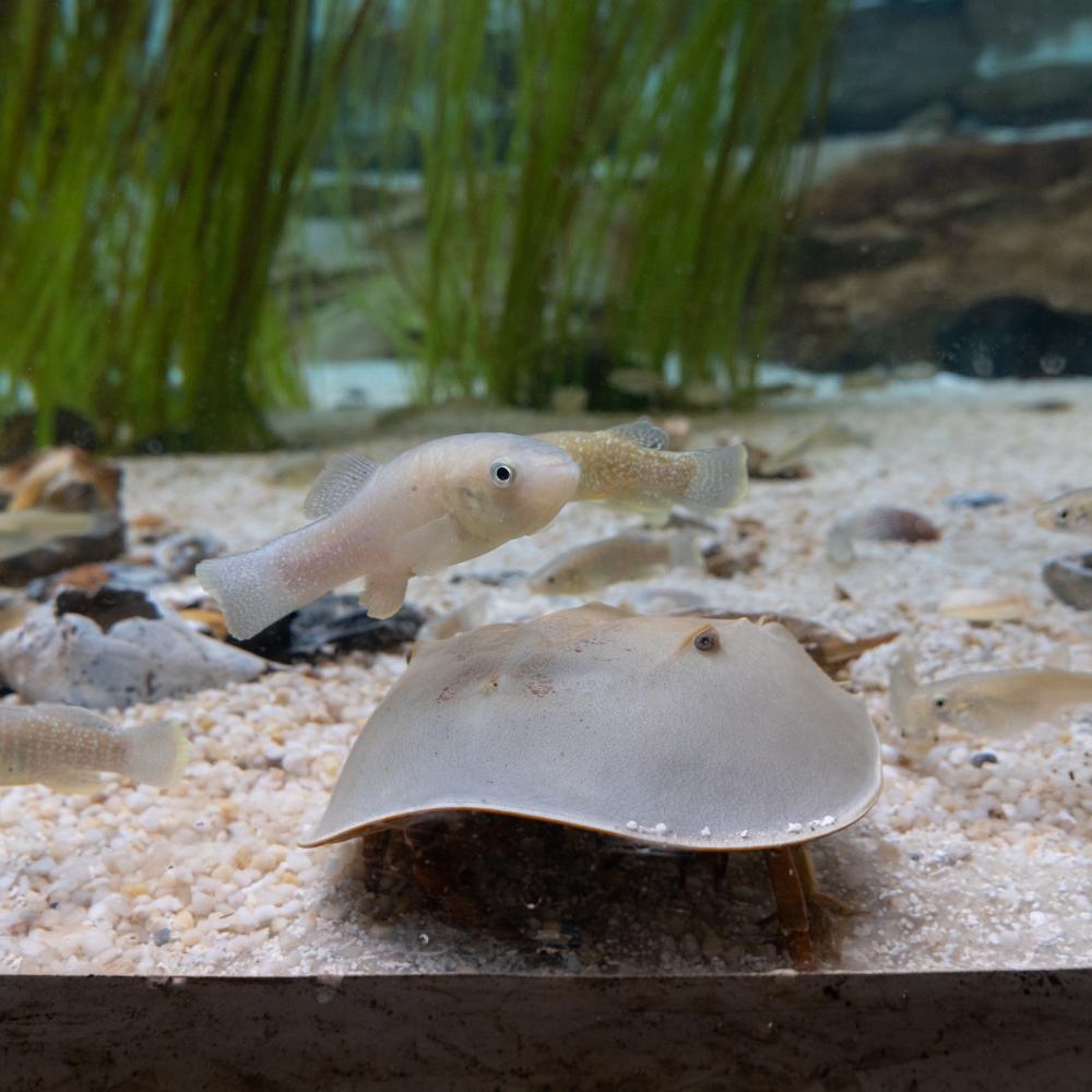 A horseshoe crab and mummichog fish in the Delaware Bay aviary.