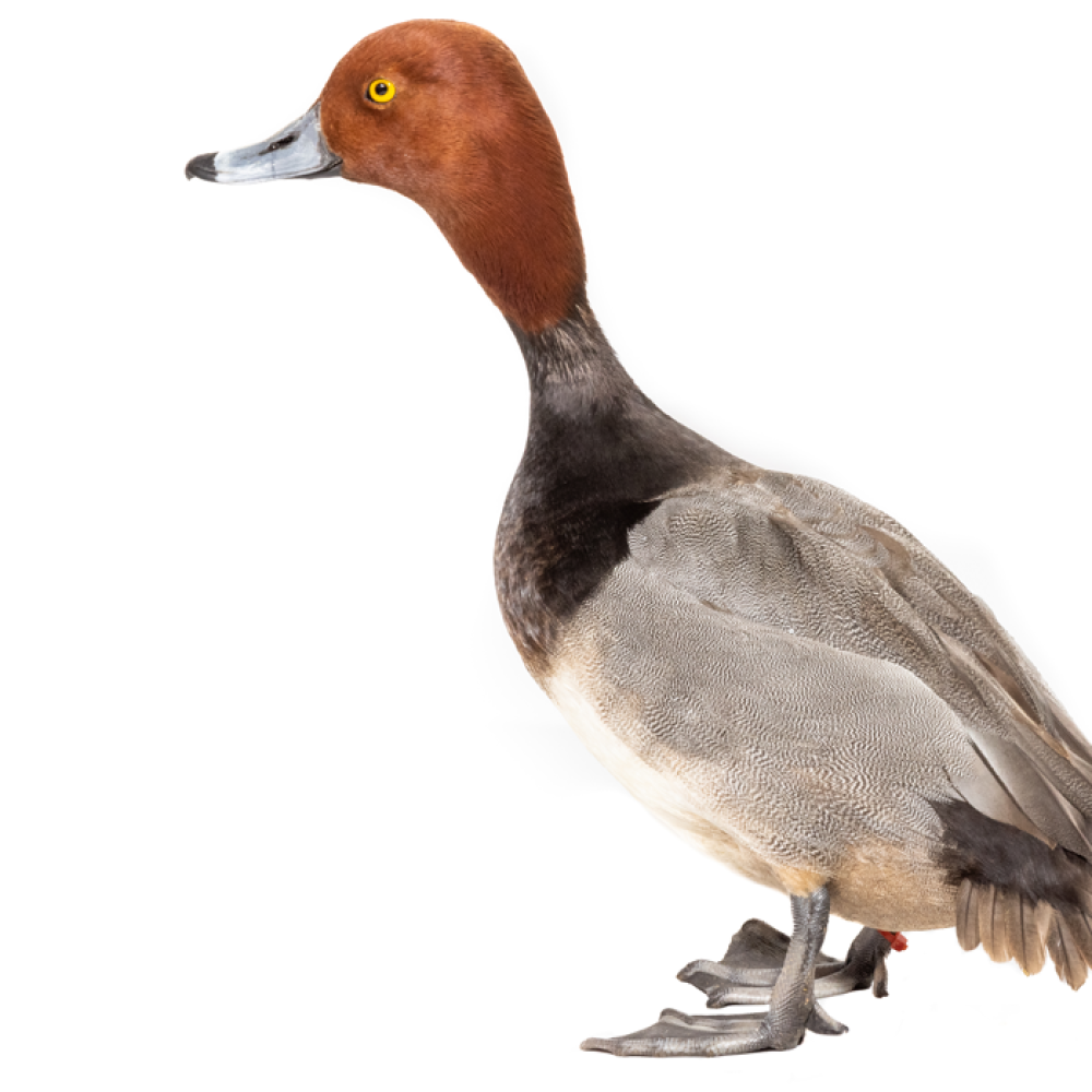 Side profile of a male redhead, a medium-sized duck with reddish-brown feathers covering its head.