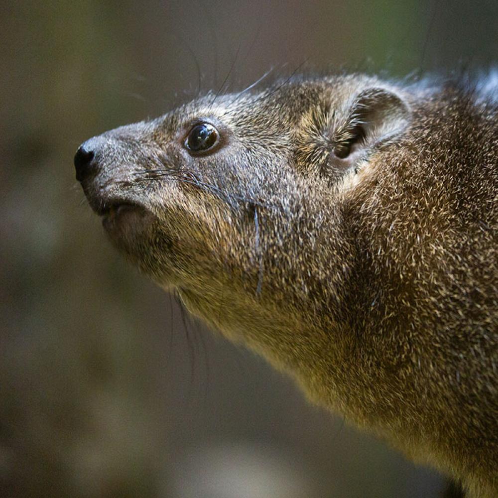 A small, furry brown mammal, called a rock hyrax
