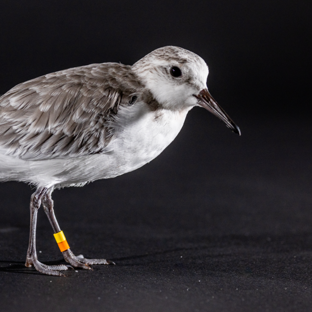 Side profile of a sanderling, a small, plump shorebird with gray and white plumage.