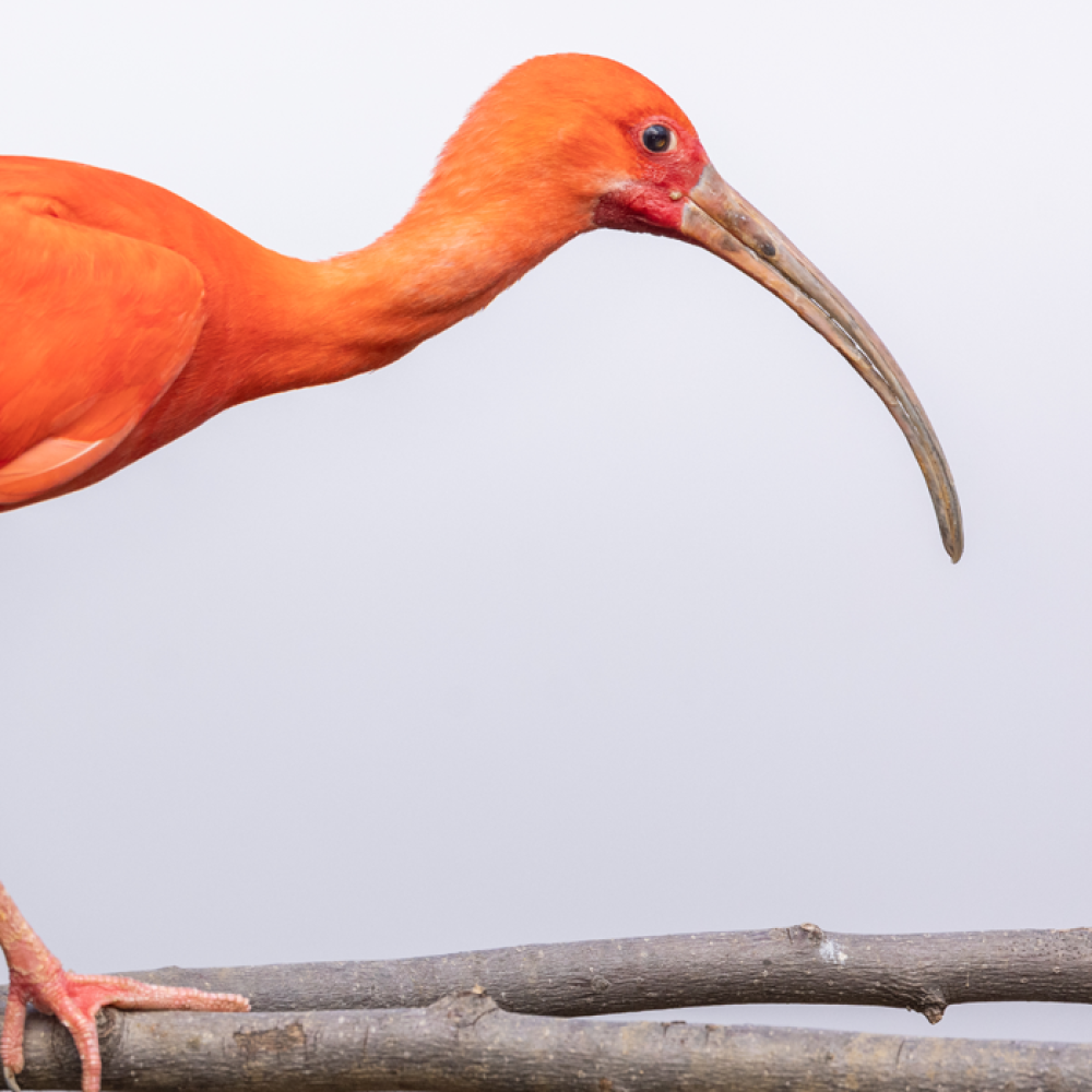 Side profile of a scarlet ibis, a wading bird with reddish-orange plumage and a long, curved bill. 