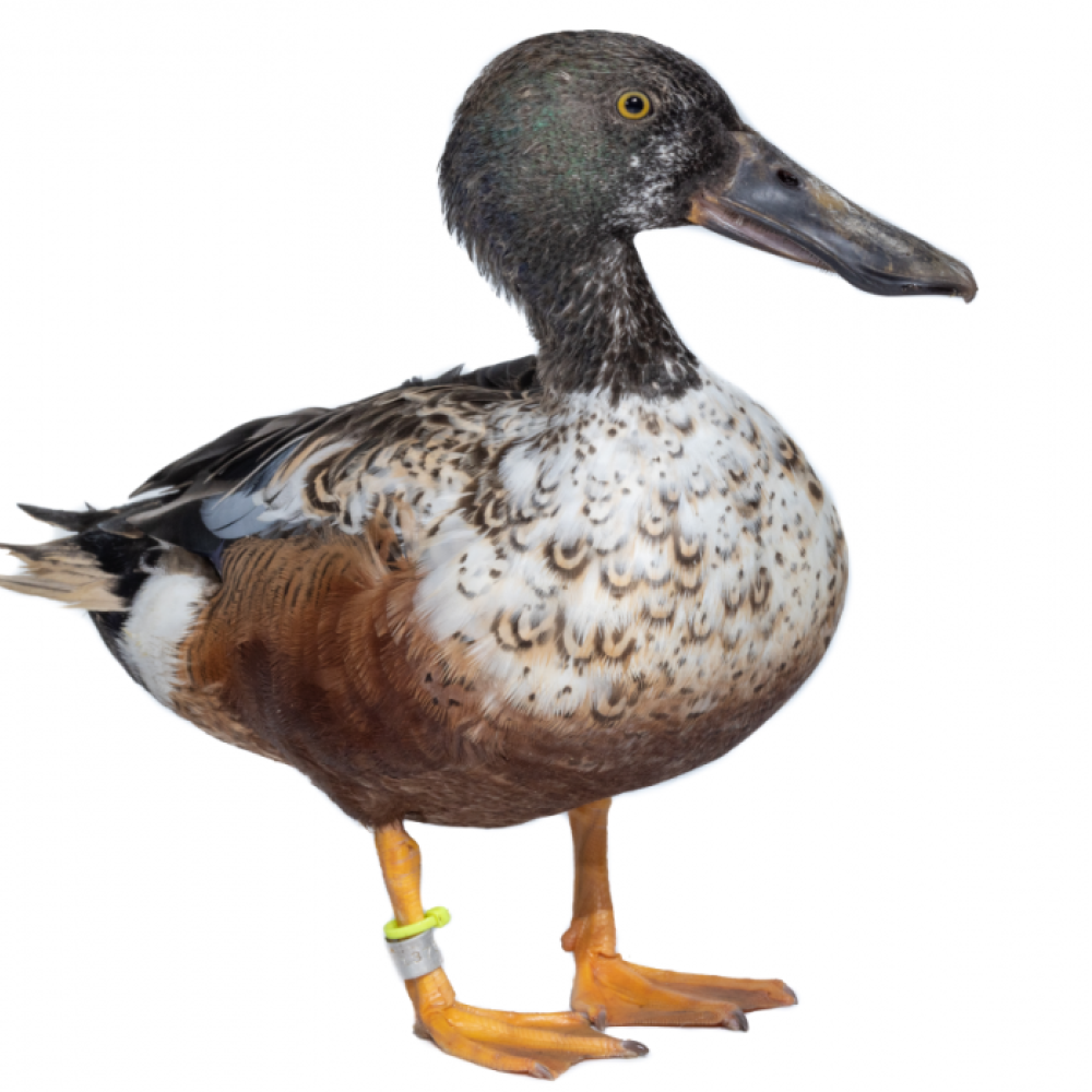 A male northern shoveler stands on a white backdrop.