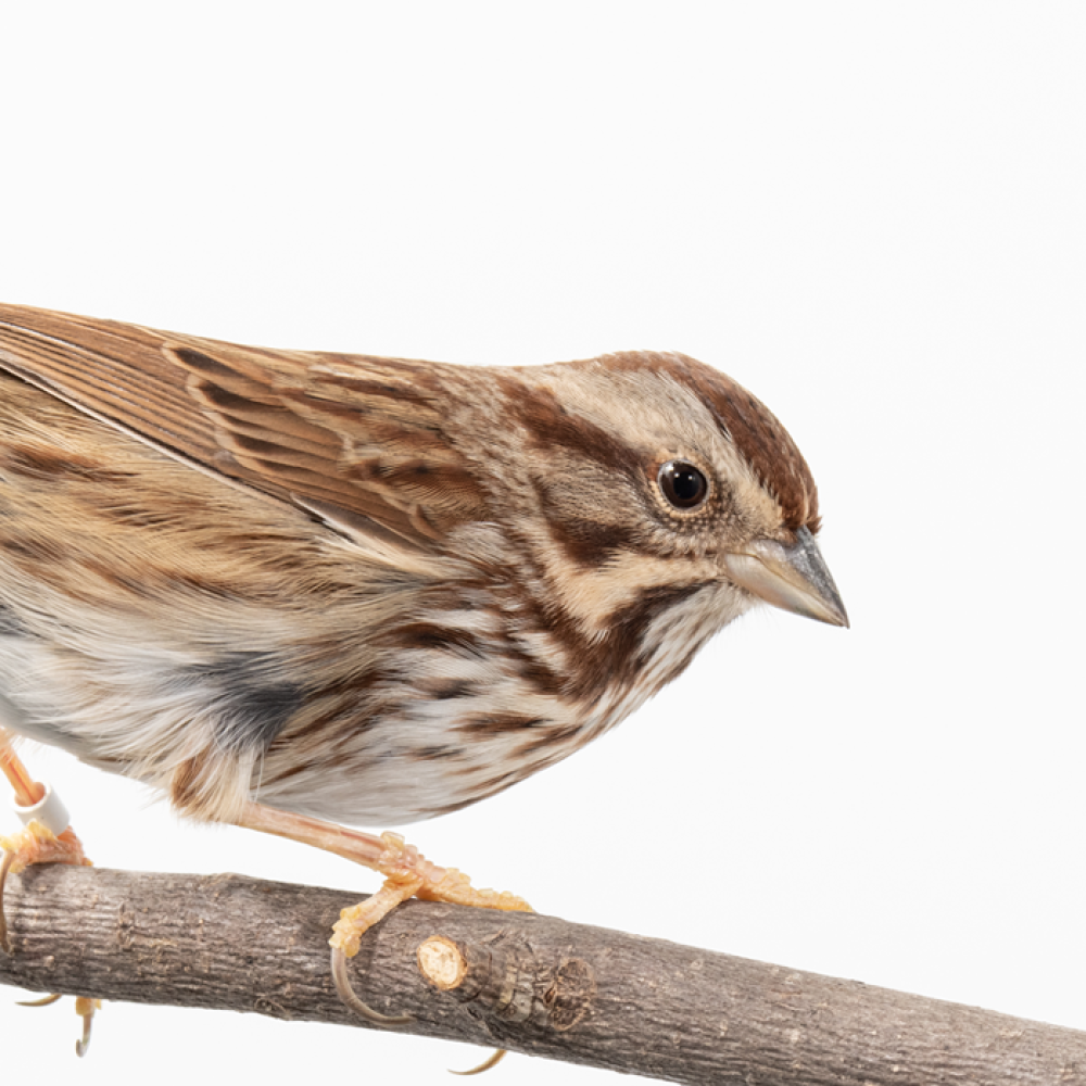 Side profile of a song sparrow, a small bird with streaky brown plumage, perching on a branch.