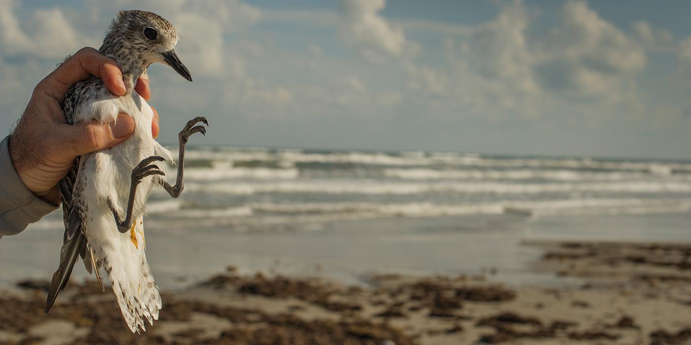 A researcher holds a medium-sized bird with white and gray-brown feathers, called a black-bellied plover