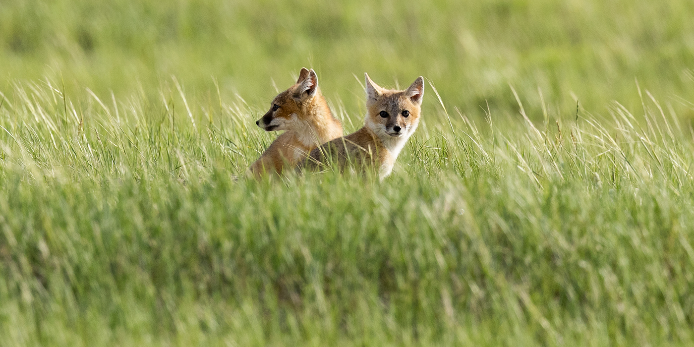 two swift fox cubs sit in tall green grasses on the prairie