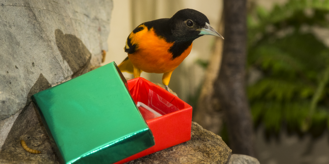 An image of a Baltimore Oriole opening a red and green gift box.