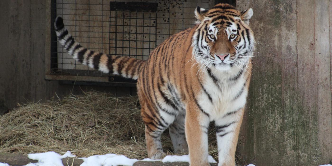 Tiger poses with his tail out in the Great Cats exhibit.
