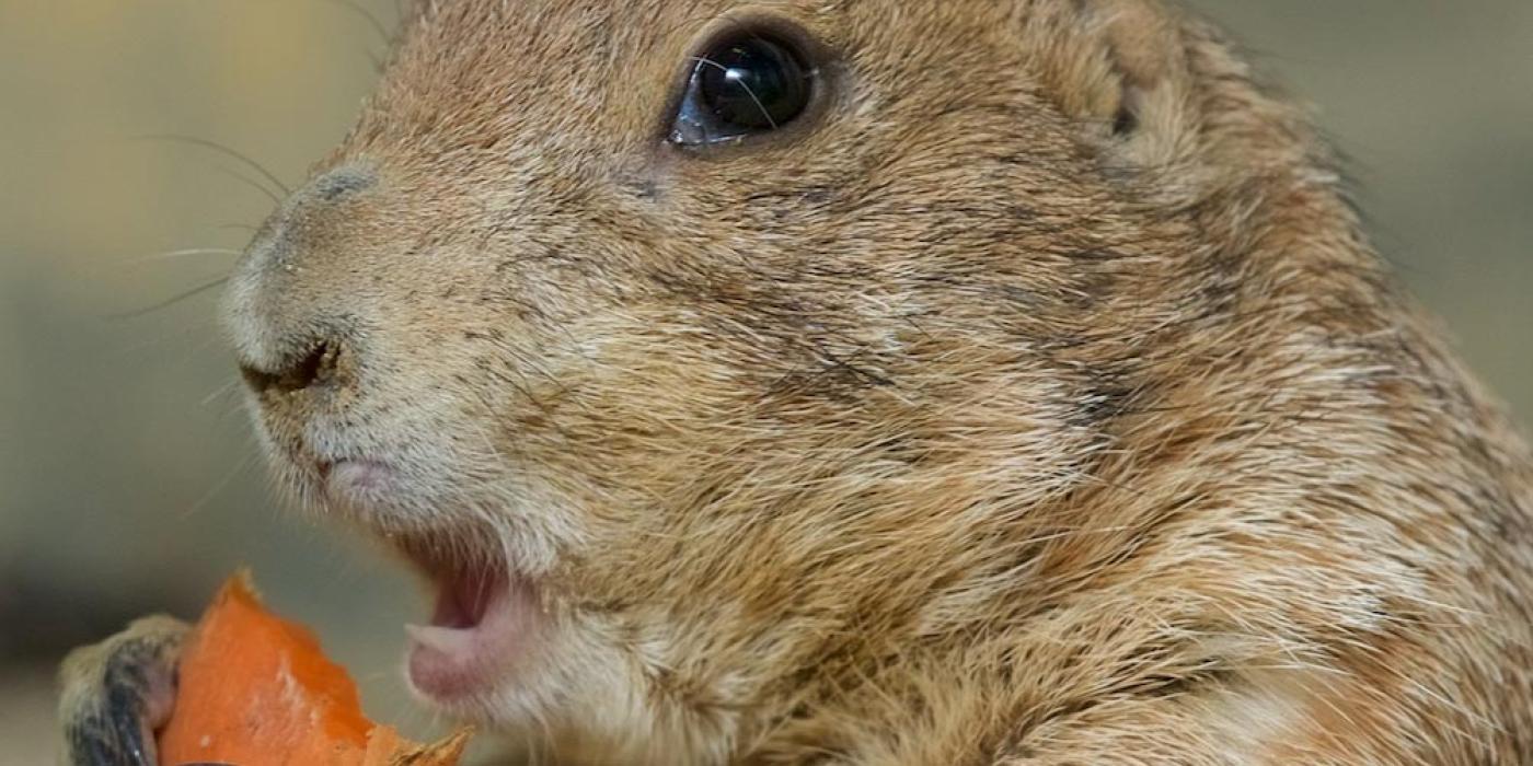 a gopher