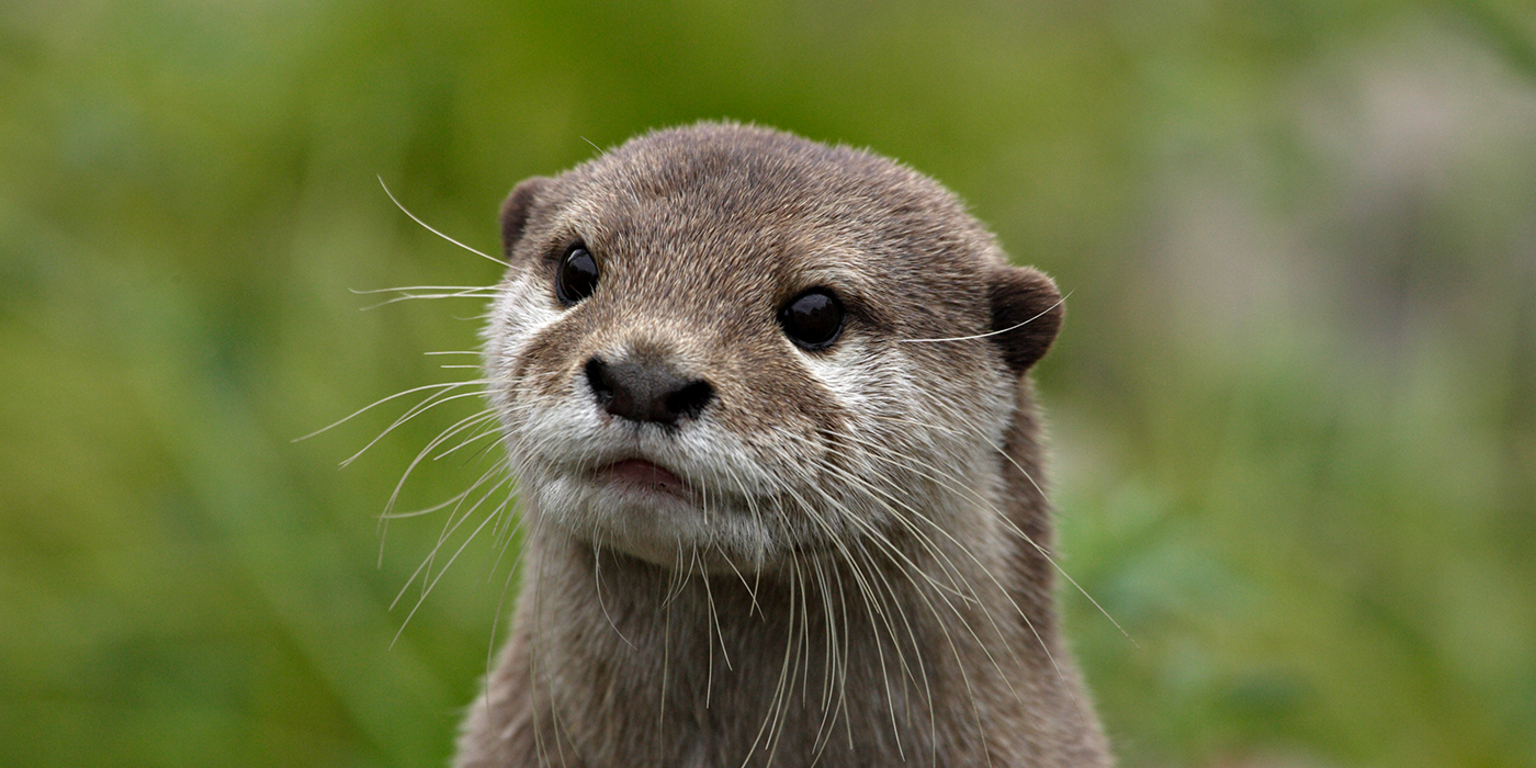 Closeup of an attentive otter.
