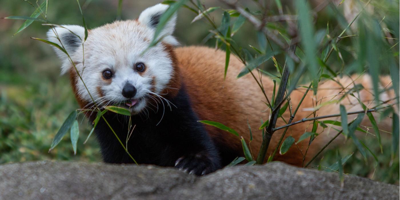 A red panda named Chris-Anne in the Asia Trail exhibit of the Smithsonian's National Zoo.