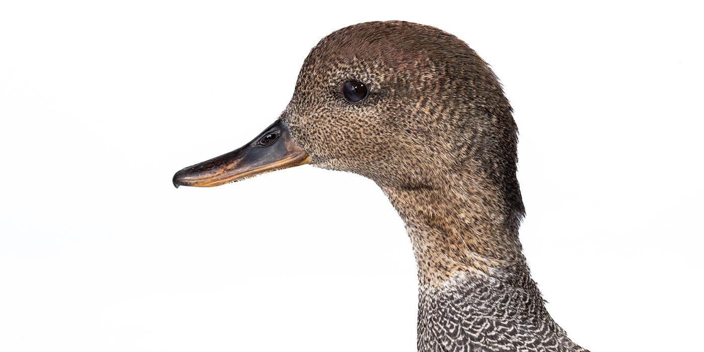 Closeup of a gadwall's tan and grey feathered neck and head.