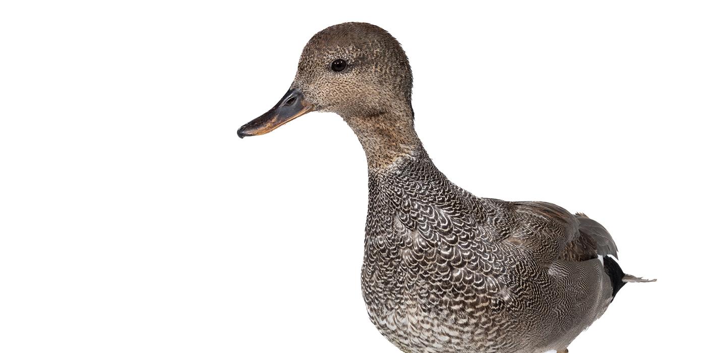 Front view of a gadwall.