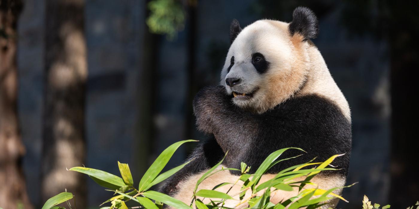 Giant panda Bao Li in the David M. Rubenstein Family Giant Panda Habitat of the Asia Trail exhibit at the Smithsonian's National Zoo.