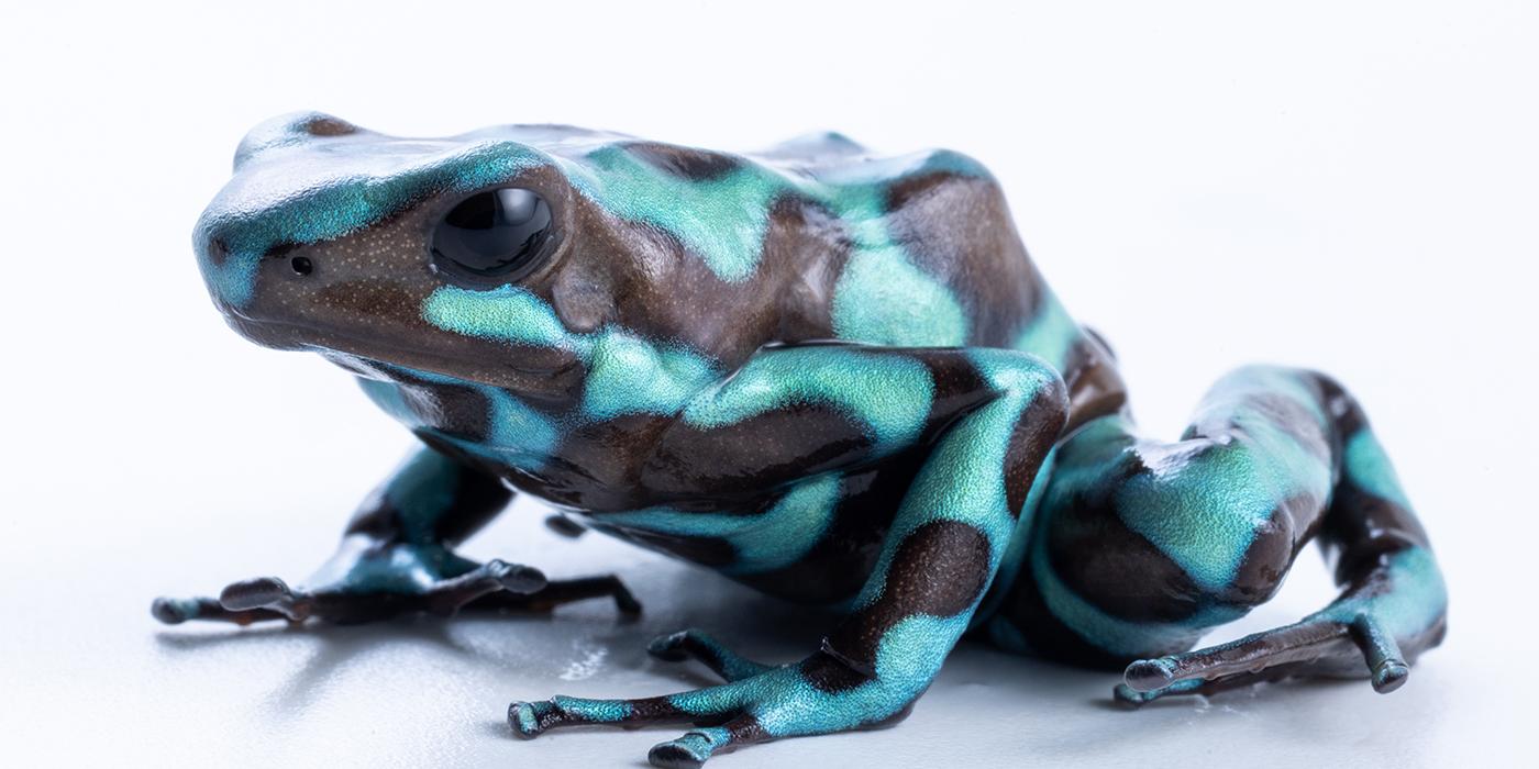 Green and black poison dart frog