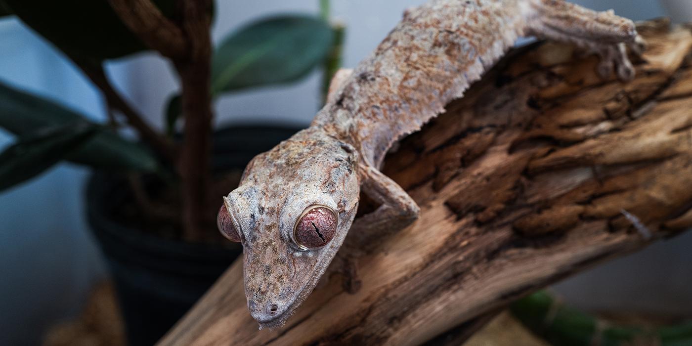 A leafy-looking gecko resting on a log.