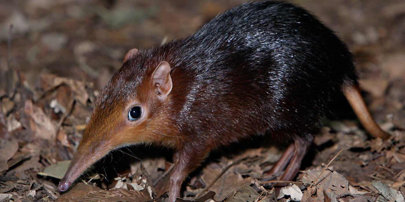 Black and rufous elephant shrew looking at the photographer